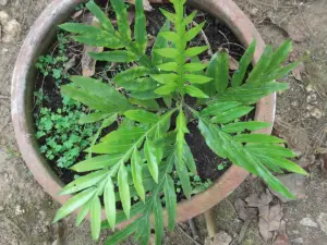 Muda de árvore-samambaia com folhas recortadas em um vaso de barro