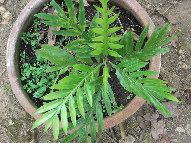 Muda de árvore-samambaia com folhas recortadas em um vaso de barro