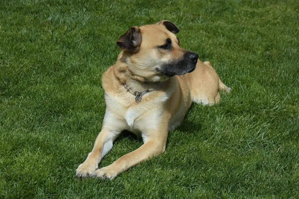 Cachorro caramelo de coleira deitado na grama, com a cabeça virada para o lado