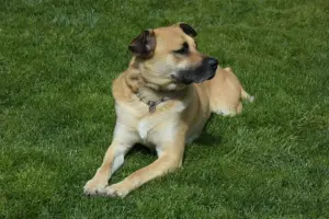 Cachorro caramelo de coleira deitado na grama, com a cabeça virada para o lado