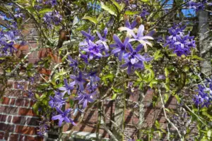 Cachos de flores lilás da flor-de-são-miguel diante de um muro de tijolos
