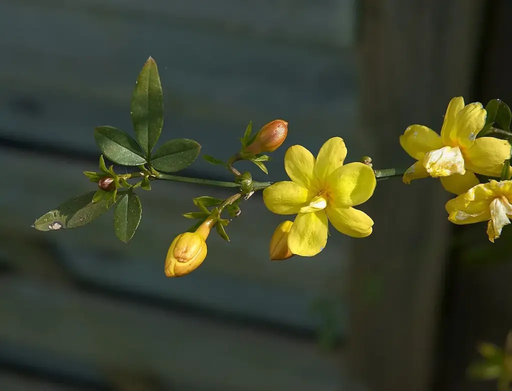 Ramo de jasmim-amarelo com flores abertas e botões
