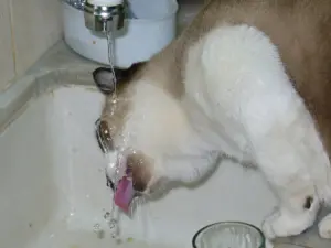 Gato de pelo claro bebe água direto da torneira de uma pia