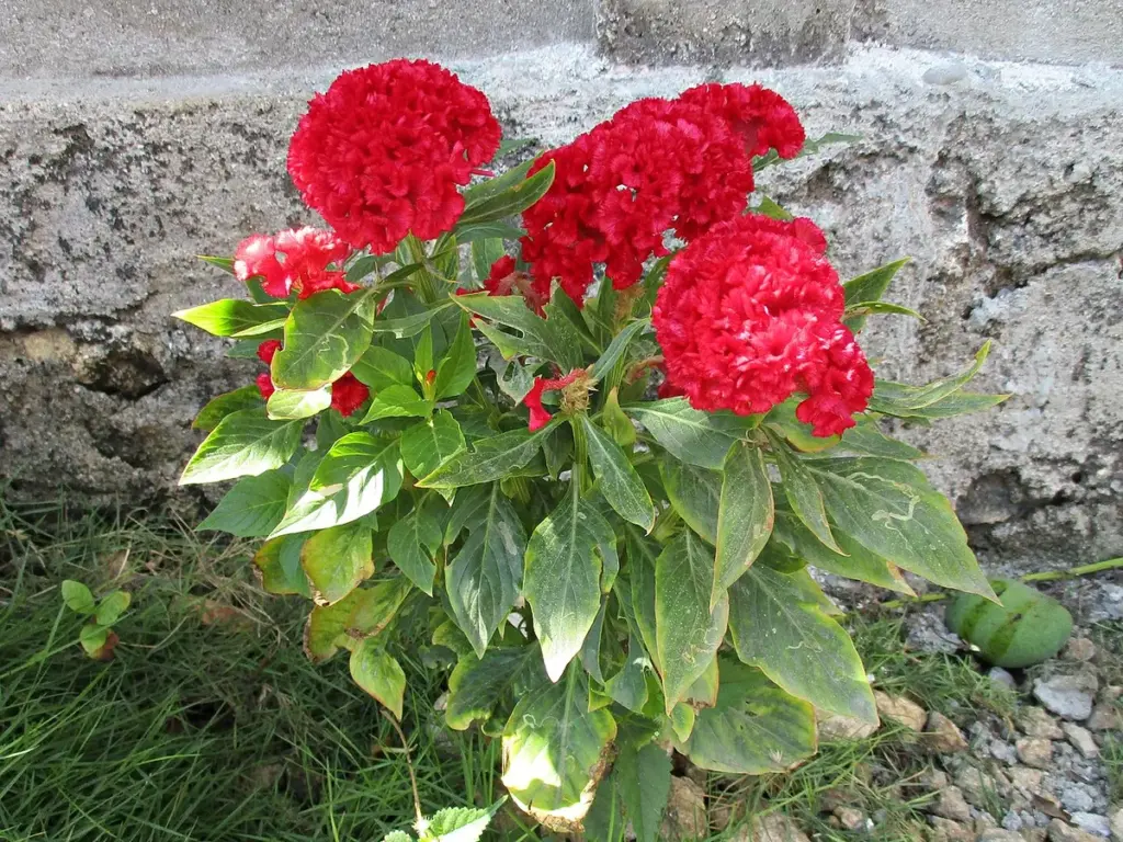 Crista-de-galo de flores vermelhas crespas plantada junto a um muro