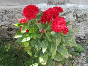 Crista-de-galo de flores vermelhas crespas plantada junto a um muro