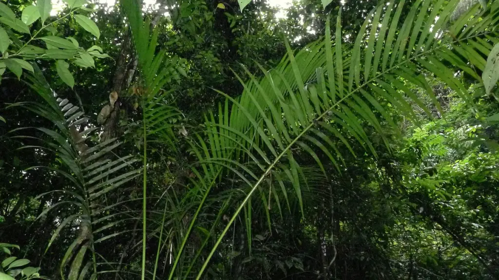 Folhas de uma palmeira juçara em meio à vegetação