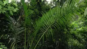 Folhas de uma palmeira juçara em meio à vegetação